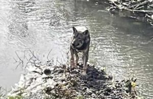 Presunto lupo avvistato a Prima Porta lupo-foto-Daniel-Paolini