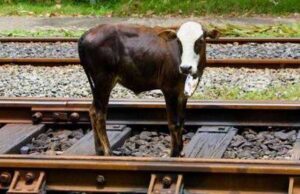 Ferrovia Roma Nord, mucca sui binari e il treno deraglia mucca
