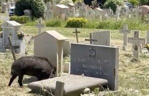 cinghiali-cimitero-flaminio