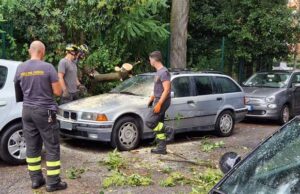 albero-via-del-podismo