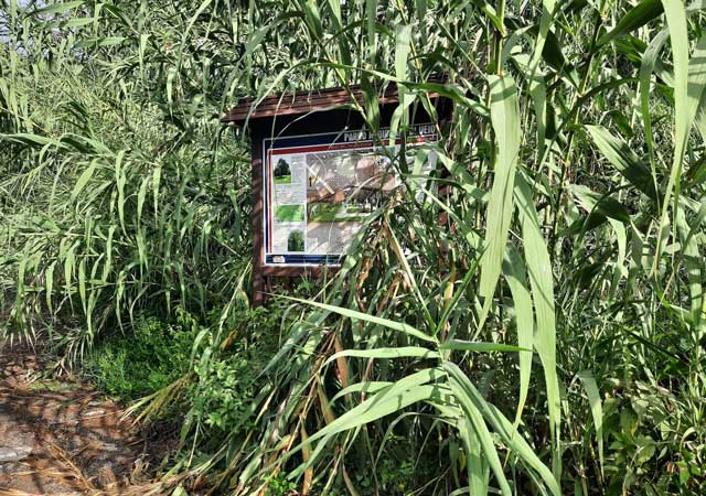 involatella-borghese-19ott2023