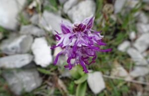 Le orchidee dei monti Simbruini orchidea-monti-Simbruini