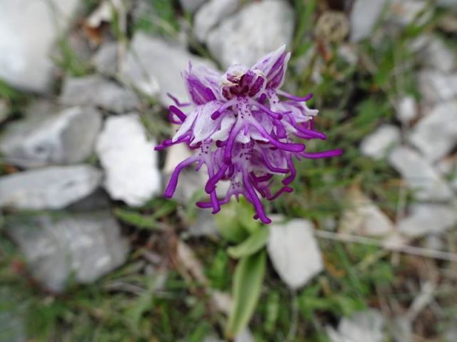 orchidea-monti-Simbruini orchidea-monti-Simbruini