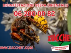 disinfestazione vespe roma