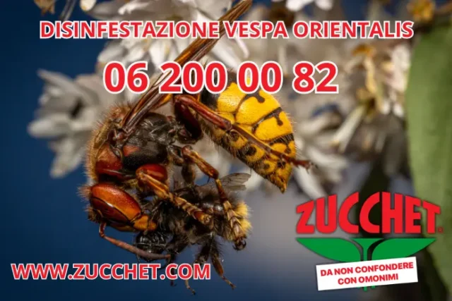 disinfestazione vespe roma