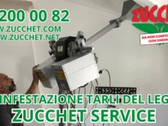 Disinfestazione tarli del legno a Roma