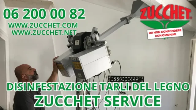Disinfestazione tarli del legno a Roma