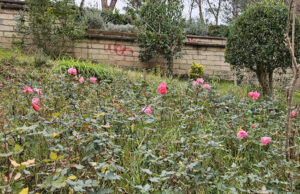 Farnesina. Son tornate a fiorir le rose 1