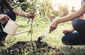 piantumazione albero