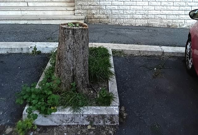 albero via azzarita albero via azzarita