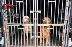 operazione detenzione animali Carabinieri Compagnia Cassia