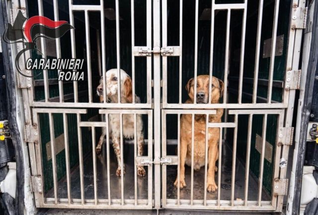 operazione detenzione animali Carabinieri Compagnia Cassia operazione detenzione animali Carabinieri Compagnia Cassia