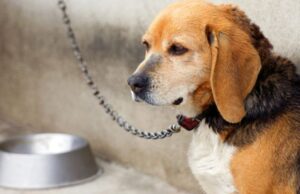 Animali maltrattati, due sequestri a Roma Nord cane legato stretto