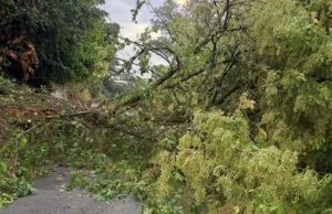 Via Misurina crollo albero