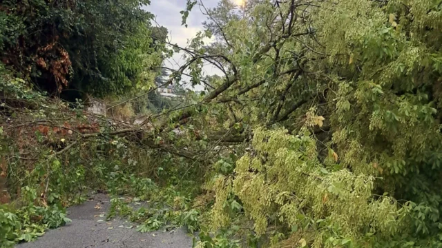 Via Misurina crollo albero