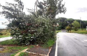 pioppi via quarto peperino