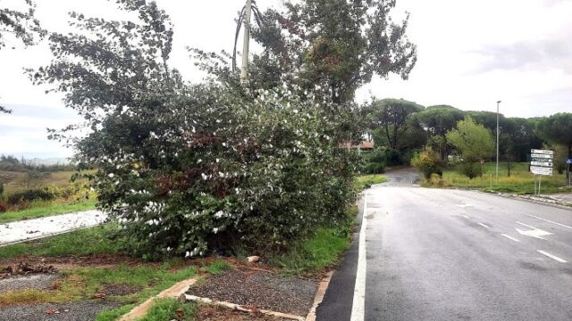 pioppi via quarto peperino