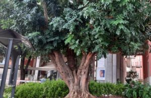 carrubo al san filippo neri