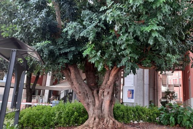 carrubo al san filippo neri