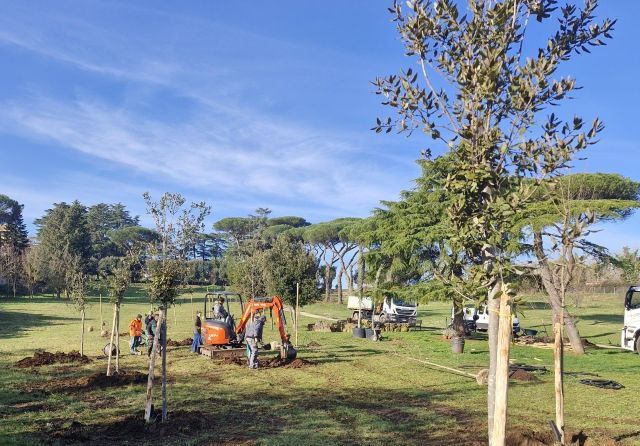 nuovi alberi parco volusia