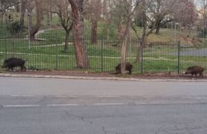 la storta cinghiali via tieri