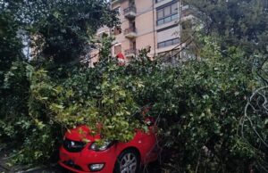 albero caduto piazza moizo a vigna clara