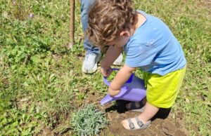 Grottarossa, nel Parco Papacci arrivano le piante “mangia smog” piante officinali parco papacci