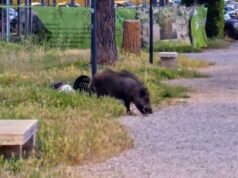 cinghiale parco volpi