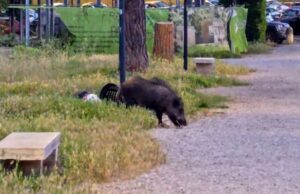 cinghiale parco volpi