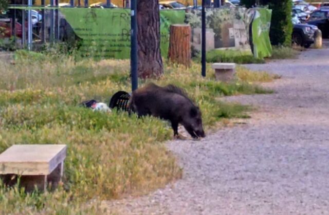 cinghiale parco volpi