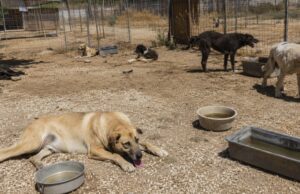 Le Rughe, 13 cani salvati dal caldo e dall’abbandono cani abbandonati - foto di repertorio