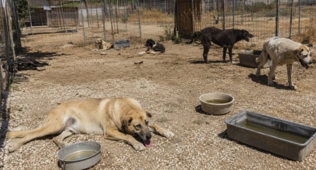 cani abbandonati - foto di repertorio cani abbandonati - foto di repertorio
