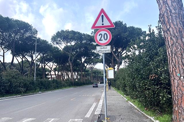 radici affioranti